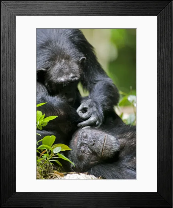 Framed Print : DDE-90022933 Framed Print : DDE-90022933
