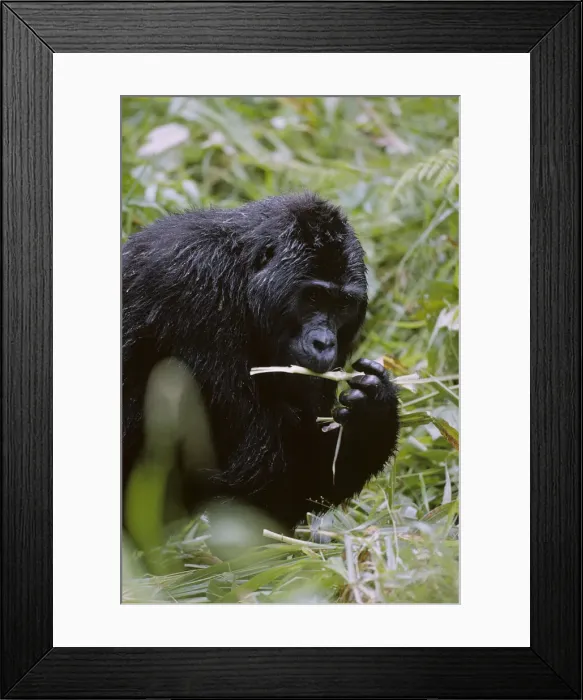 Framed Print : DDE-90022934 Framed Print : DDE-90022934