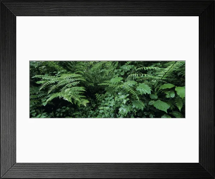 Framed Print : DDE-90022935 Framed Print : DDE-90022935