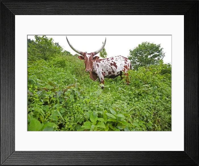 Framed Print : DDE-90022937 Framed Print : DDE-90022937