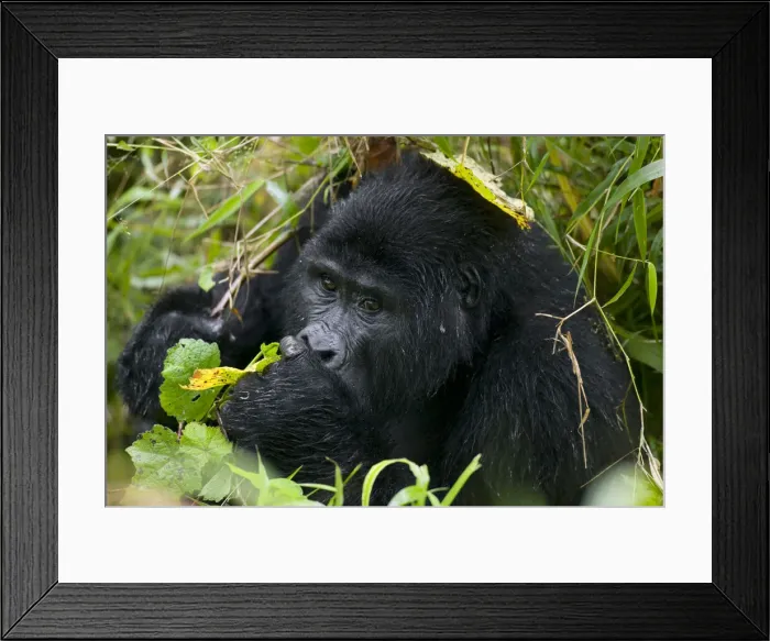 Framed Print : DDE-90022938 Framed Print : DDE-90022938
