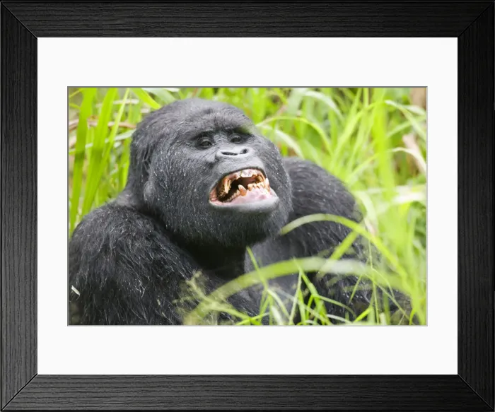 Framed Print : DDE-90022939