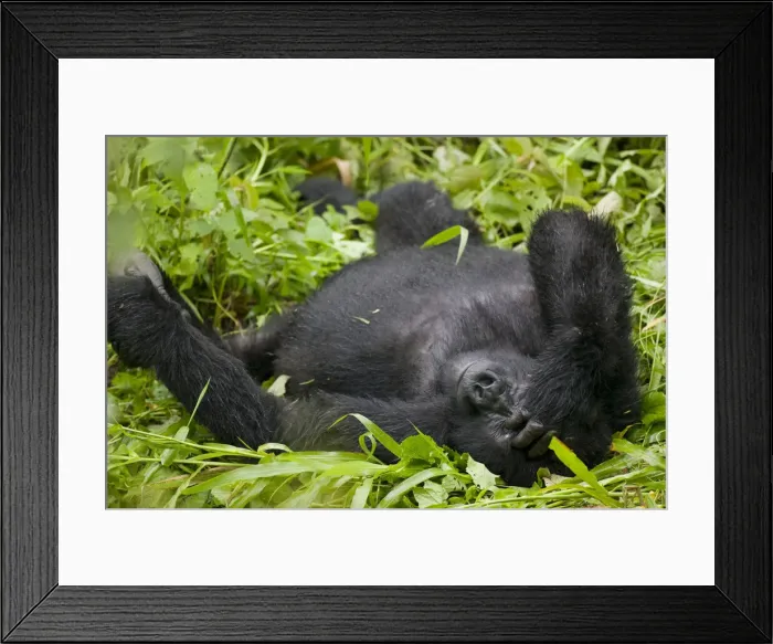 Framed Print : DDE-90022942 Framed Print : DDE-90022942