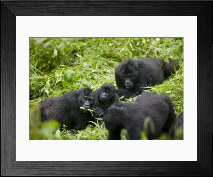 Framed Print : DDE-90022941 Framed Print : DDE-90022941