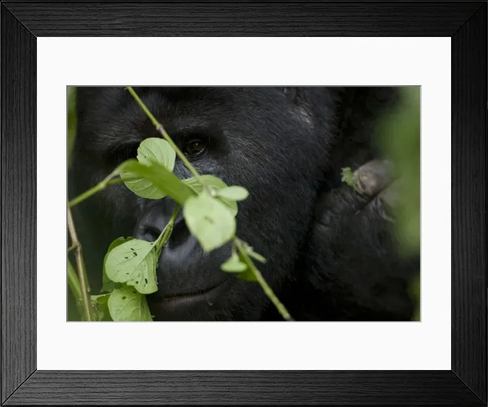 Framed Print : DDE-90022944