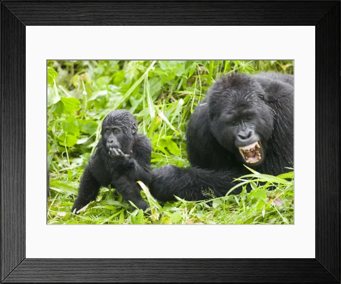 Framed Print : DDE-90022945 Framed Print : DDE-90022945