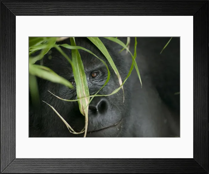 Framed Print : DDE-90022943 Framed Print : DDE-90022943