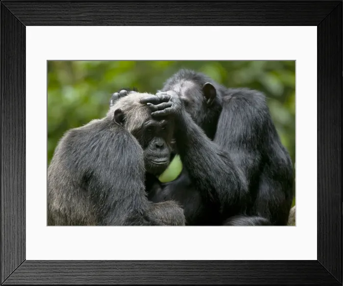 Framed Print : DDE-90022947 Framed Print : DDE-90022947