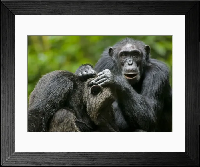 Framed Print : DDE-90022948 Framed Print : DDE-90022948