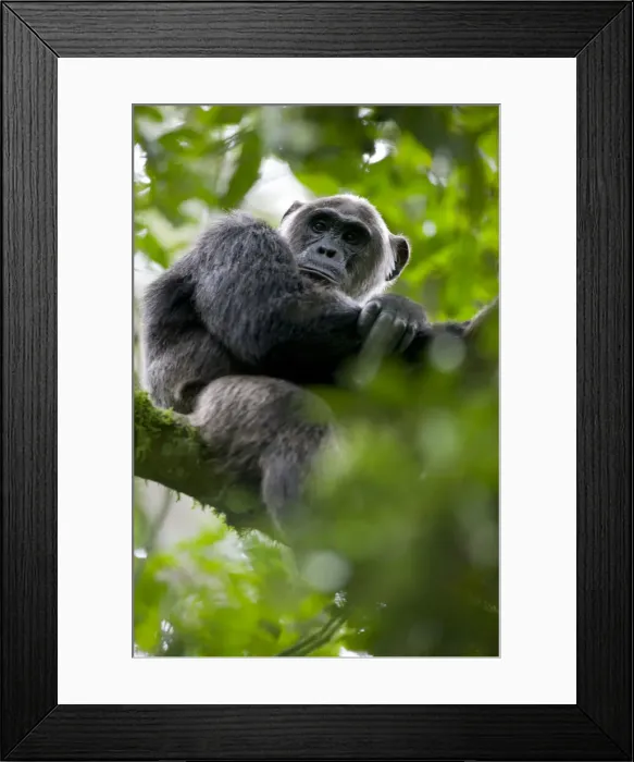 Framed Print : DDE-90022949 Framed Print : DDE-90022949