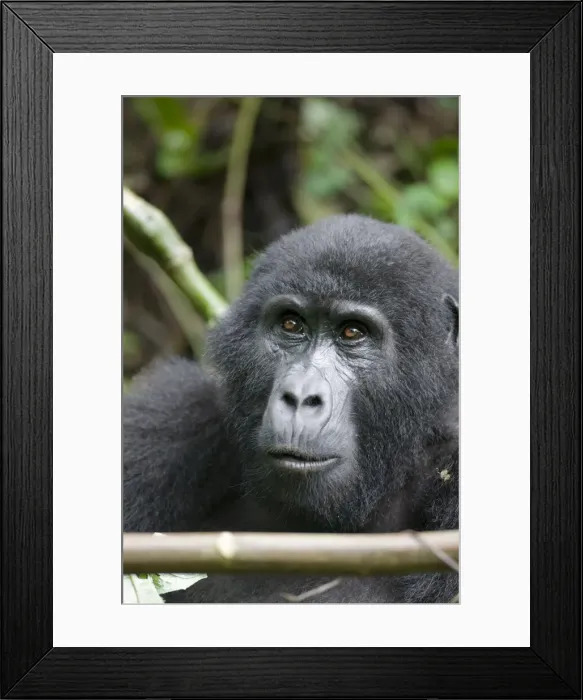Framed Print : DDE-90022946 Framed Print : DDE-90022946
