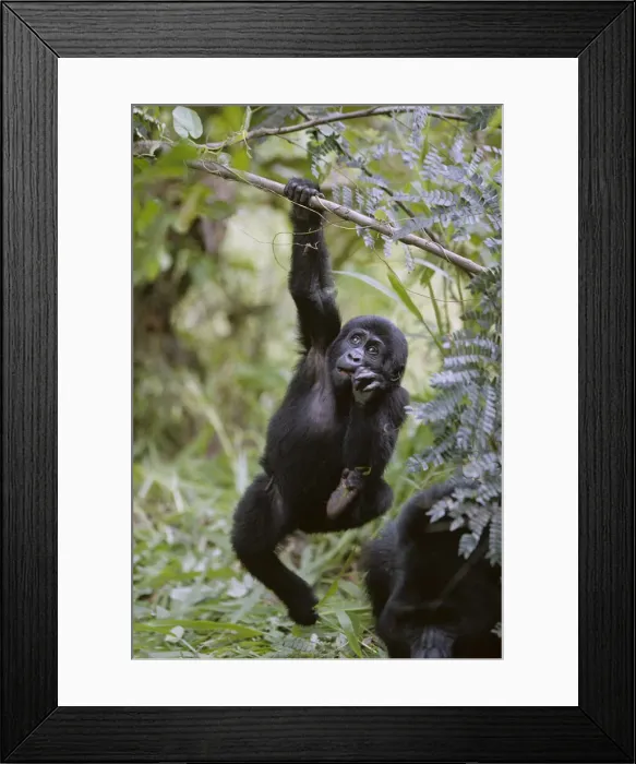 Framed Print : DDE-90022953 Framed Print : DDE-90022953