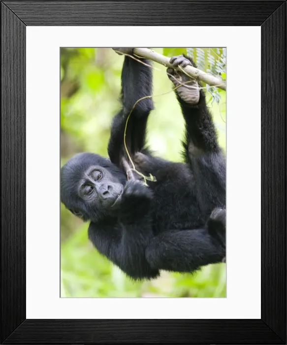 Framed Print : DDE-90022955 Framed Print : DDE-90022955