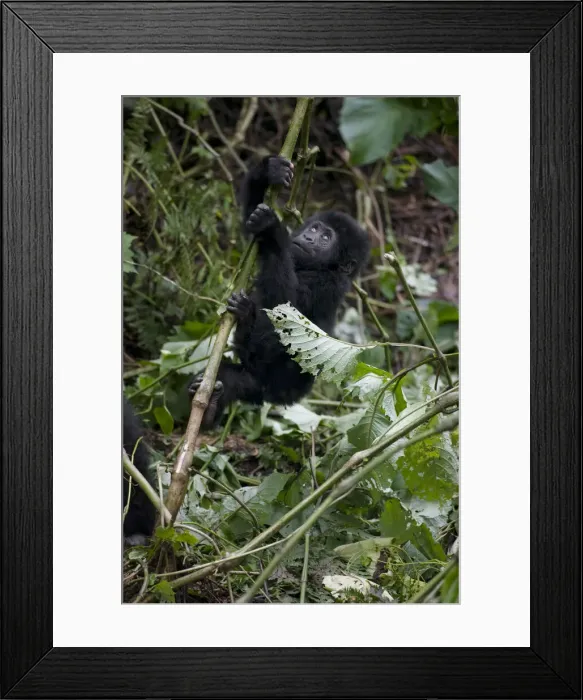 Framed Print : DDE-90022956 Framed Print : DDE-90022956