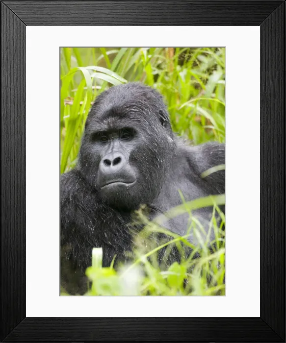 Framed Print : DDE-90022957 Framed Print : DDE-90022957