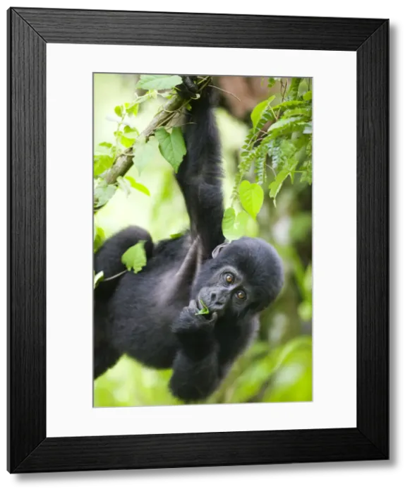 Framed Print : DDE-90022958 Framed Print : DDE-90022958