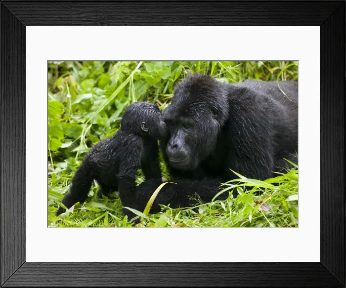 Framed Print : DDE-90022959