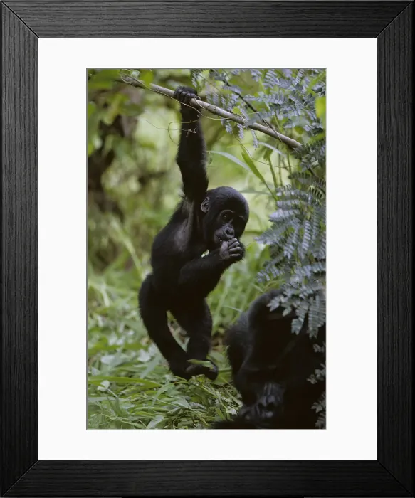 Framed Print : DDE-90022954 Framed Print : DDE-90022954