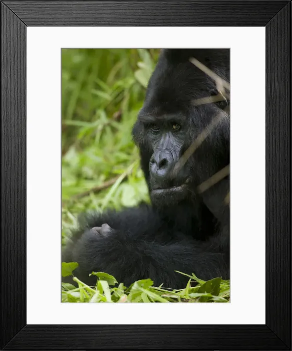 Framed Print : DDE-90022961