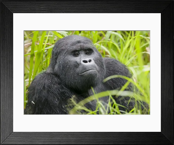 Framed Print : DDE-90022962 Framed Print : DDE-90022962