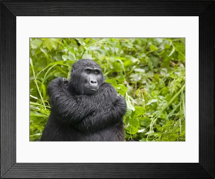 Framed Print : DDE-90022960 Framed Print : DDE-90022960