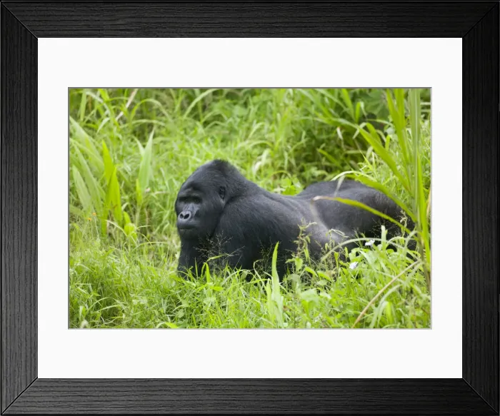 Framed Print : DDE-90022963 Framed Print : DDE-90022963
