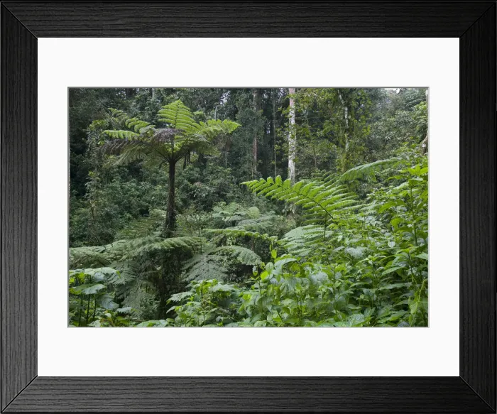 Framed Print : DDE-90022964 Framed Print : DDE-90022964