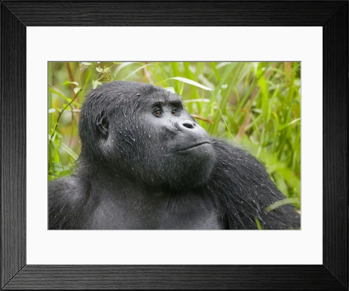 Framed Print : DDE-90022965 Framed Print : DDE-90022965