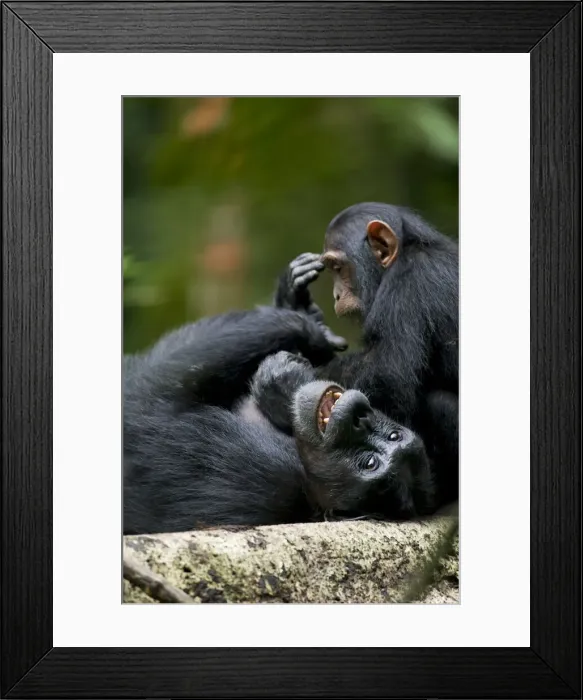 Framed Print : DDE-90022968 Framed Print : DDE-90022968