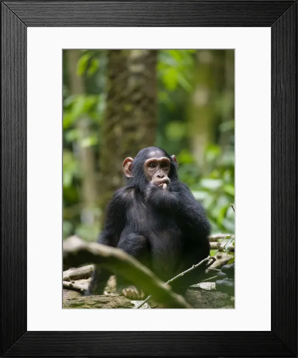 Framed Print : DDE-90022970 Framed Print : DDE-90022970