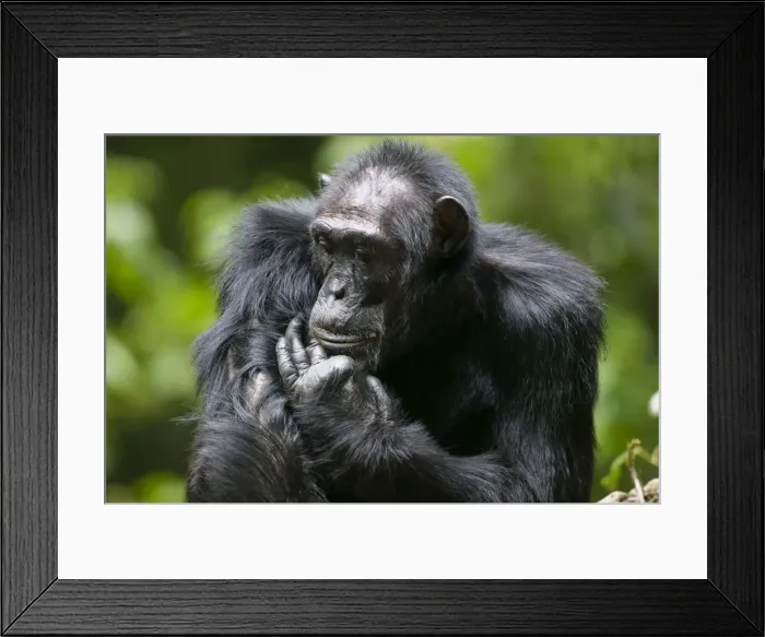 Framed Print : DDE-90022971 Framed Print : DDE-90022971