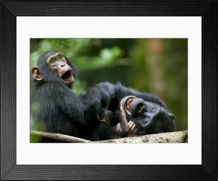 Framed Print : DDE-90022969 Framed Print : DDE-90022969