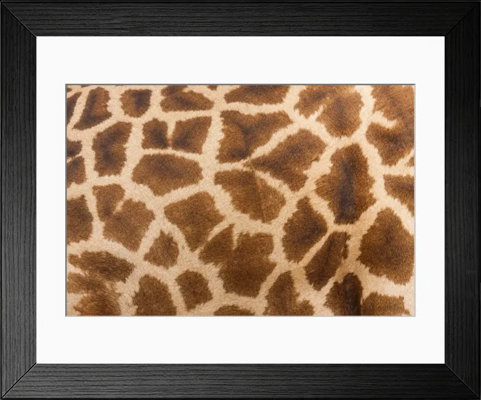 Framed Print : DDE-90022974 Framed Print : DDE-90022974