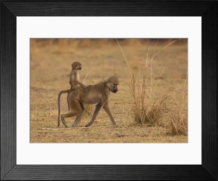 Framed Print : DDE-90022975 Framed Print : DDE-90022975