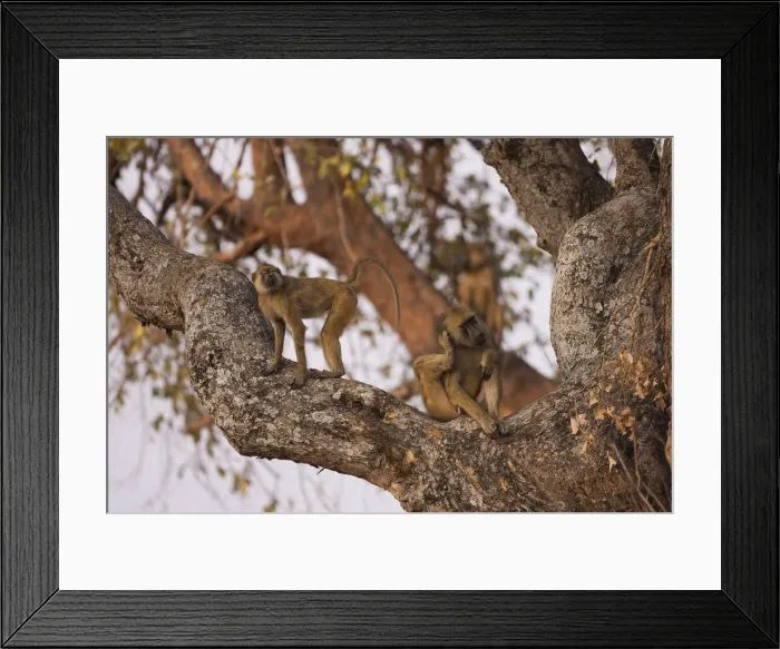 Framed Print : DDE-90022977 Framed Print : DDE-90022977
