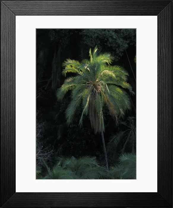 Framed Print : DDE-90022988