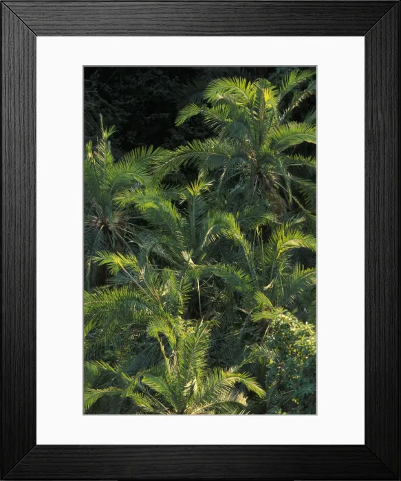 Framed Print : DDE-90022987 Framed Print : DDE-90022987