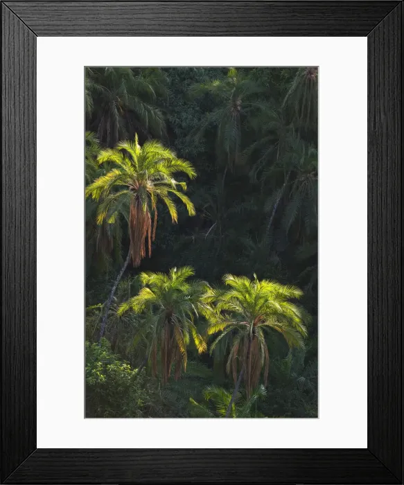 Framed Print : DDE-90022995