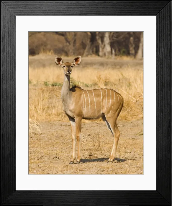 Framed Print : DDE-90022996 Framed Print : DDE-90022996