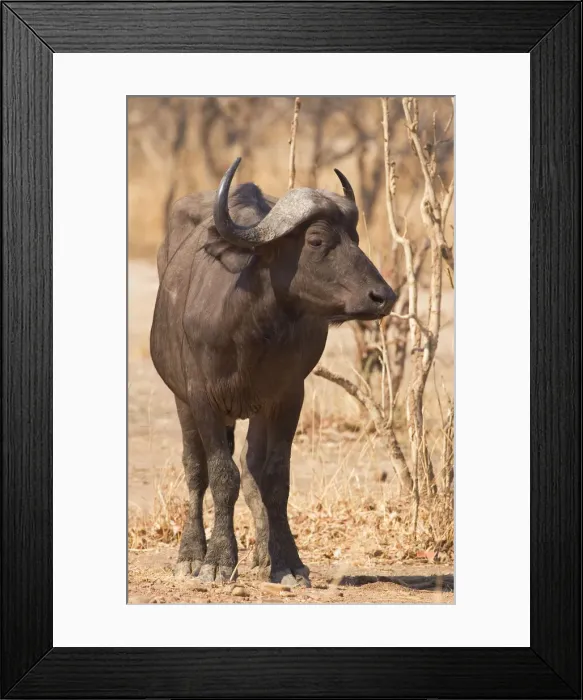 Framed Print : DDE-90022997 Framed Print : DDE-90022997