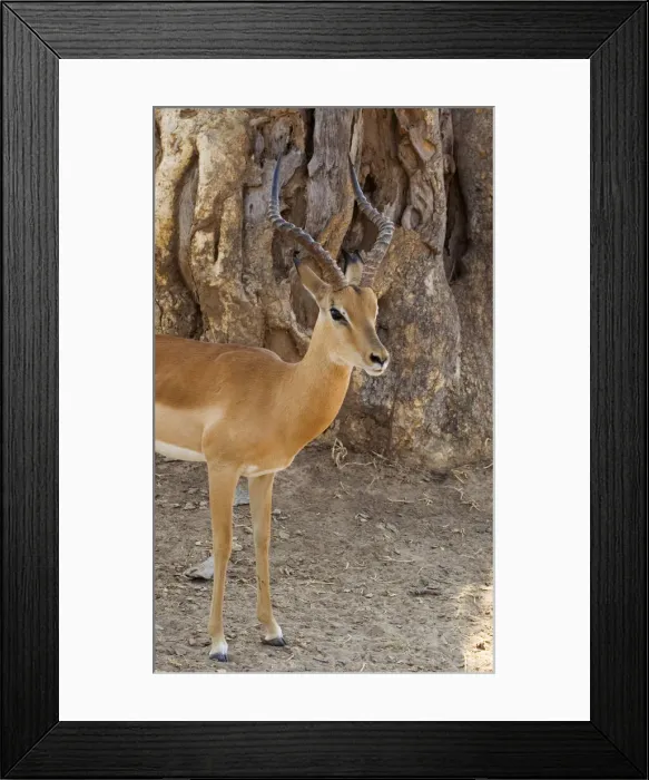 Framed Print : DDE-90022998 Framed Print : DDE-90022998