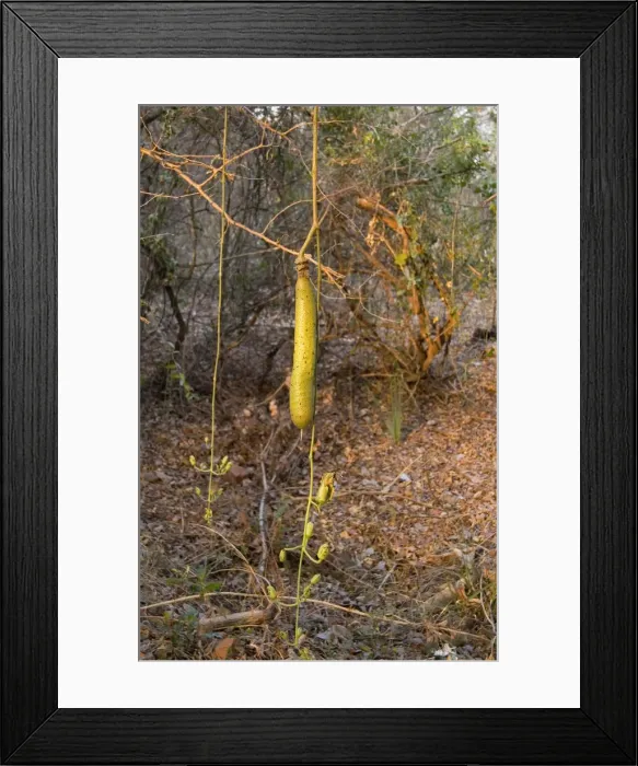 Framed Print : DDE-90023000 Framed Print : DDE-90023000