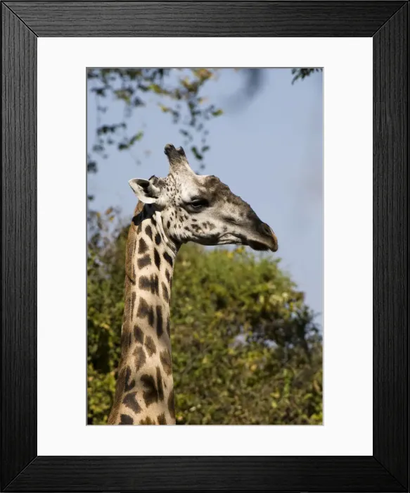 Framed Print : DDE-90023001 Framed Print : DDE-90023001