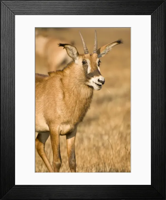 Framed Print : DDE-90023002 Framed Print : DDE-90023002