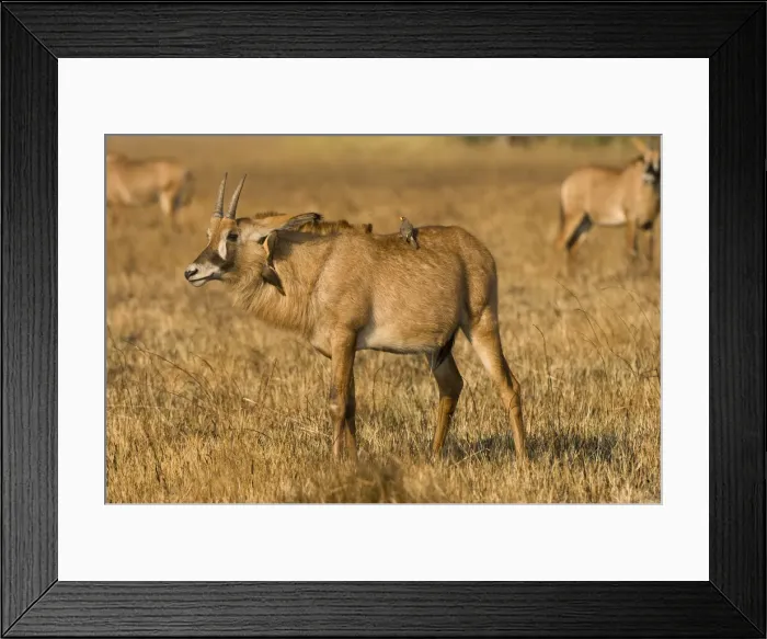 Framed Print : DDE-90023003 Framed Print : DDE-90023003