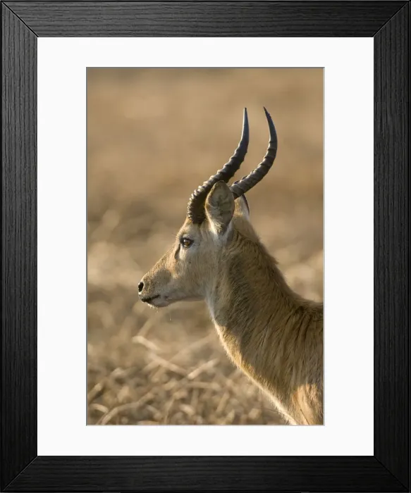 Framed Print : DDE-90023004