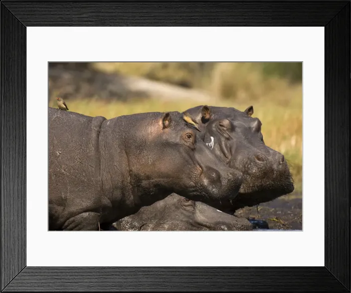 Framed Print : DDE-90023006