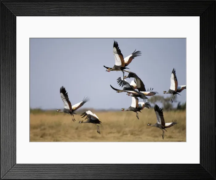 Framed Print : DDE-90023007 Framed Print : DDE-90023007