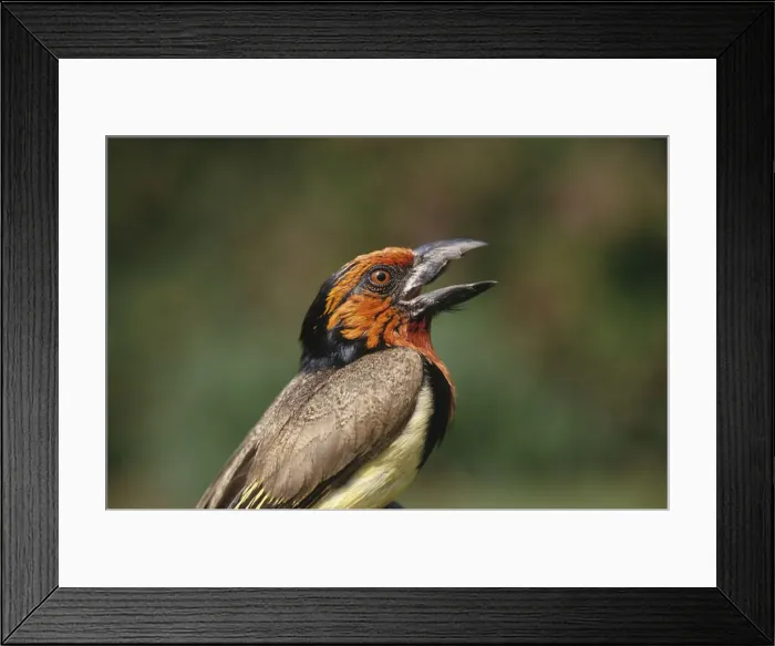 Framed Print : DDE-90023008 Framed Print : DDE-90023008