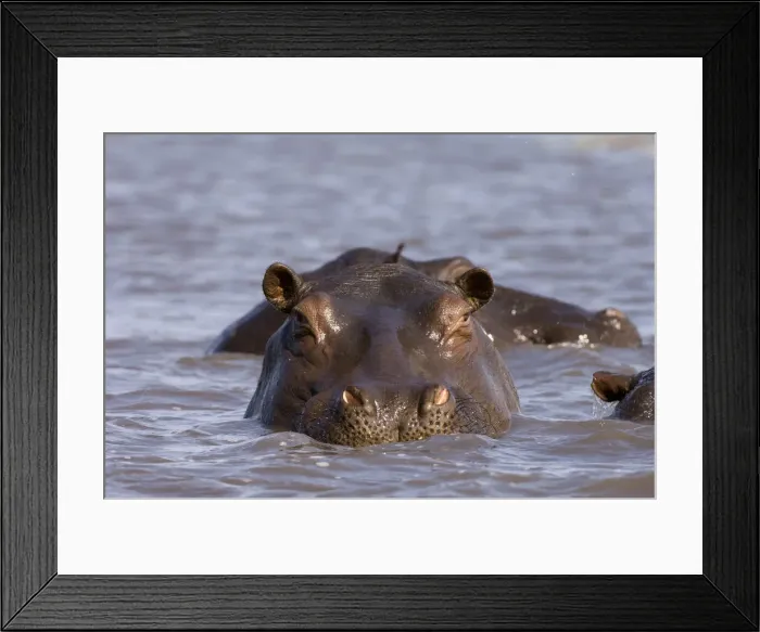 Framed Print : DDE-90023005 Framed Print : DDE-90023005